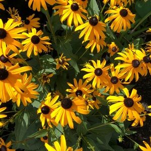 Meet your Posher, Paula